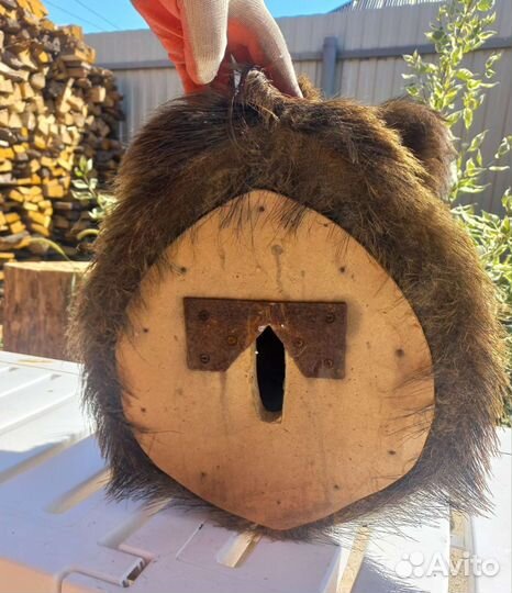 Чучело кабана