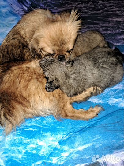 Щенки пекинеса