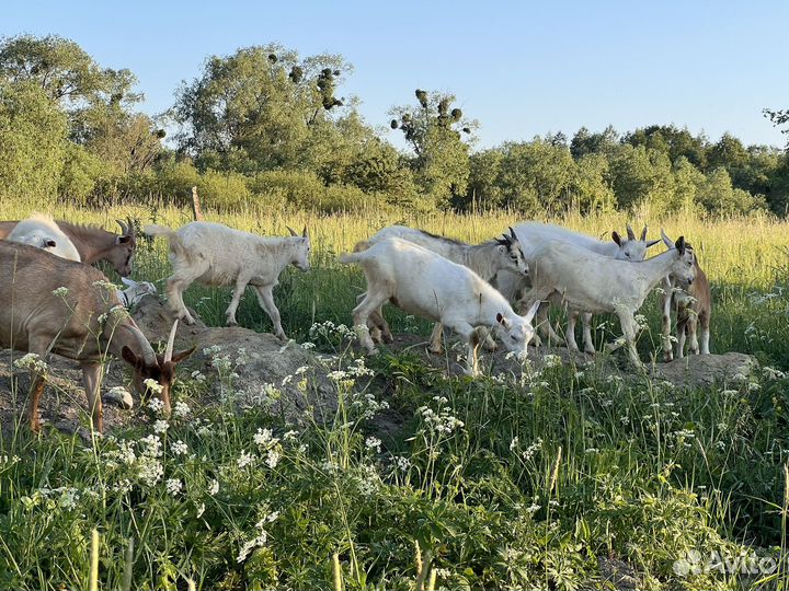 Козы молочные Зааненские, Нубийские, Ламанча