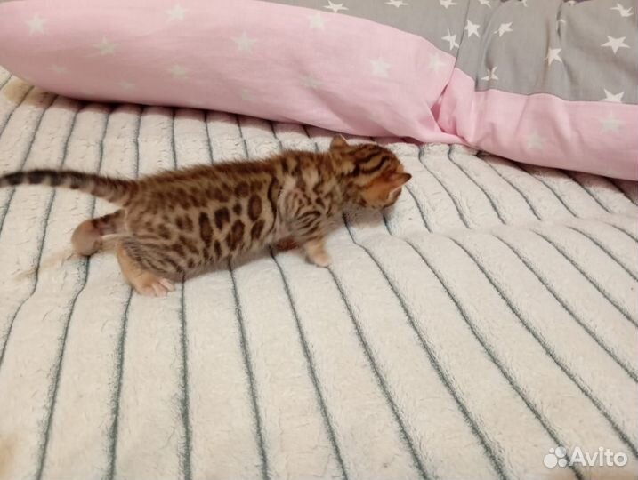 Бенгальские котята