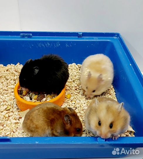 Сирийские хомяки