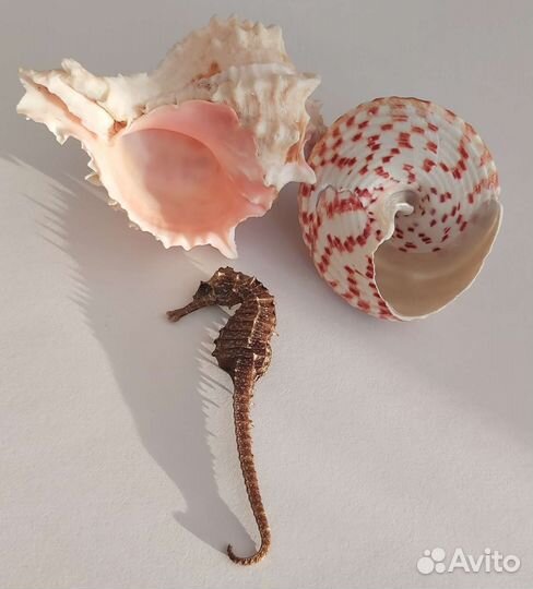 Набор ракушек