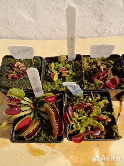 Венерины мухоловки сортовые