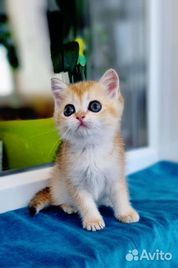 Золотая шиншилла девочка выставочная в брид