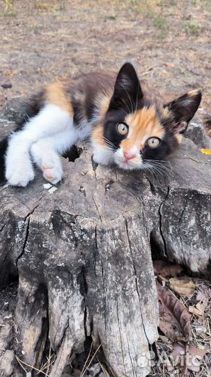 Котенок