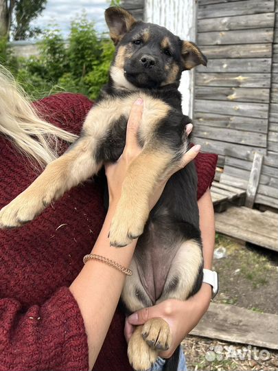 Щенки бесплатно в добрые руки