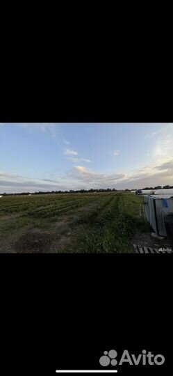 Клубника готовый бизнес