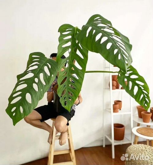 Монстера Эскелето