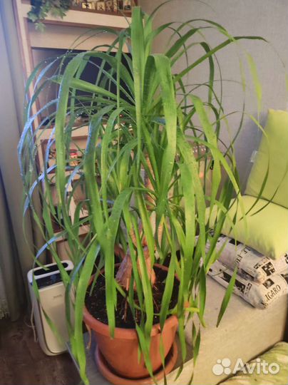 Бокарнея нолина (бутылочное дерево)