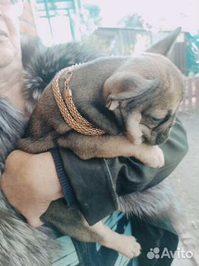 Французский бульдог