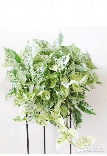 Сциндапсус пиннатум вайт