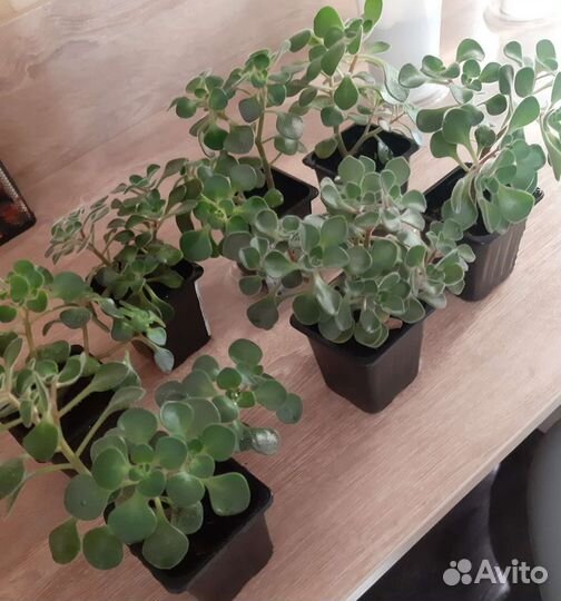 Аихризон дерево любви