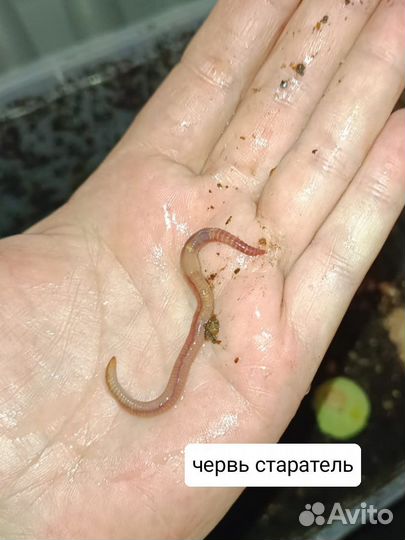 Черви для рыбалки