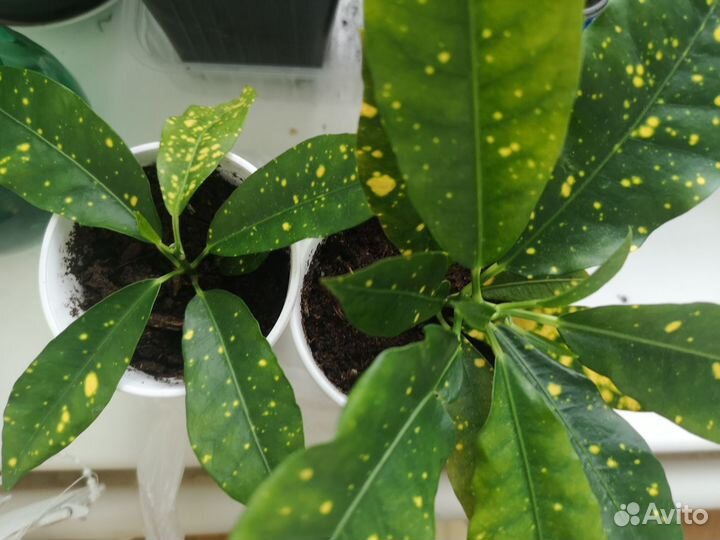 Кротон голд даст