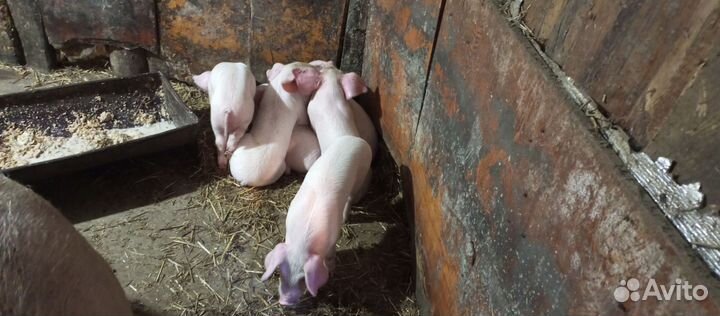 Поросенок ландрас