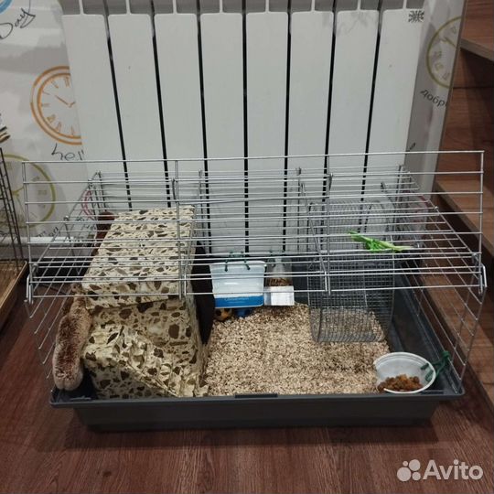Карликовый африканский ежик