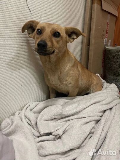 Собака в добрые руки