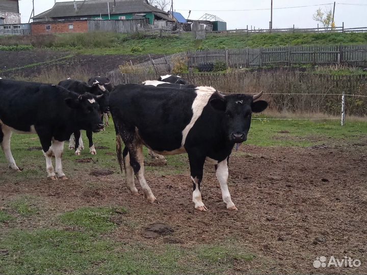 Телки стельные