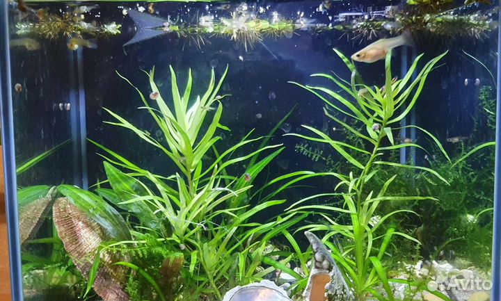 Гуппи Эндлера самки