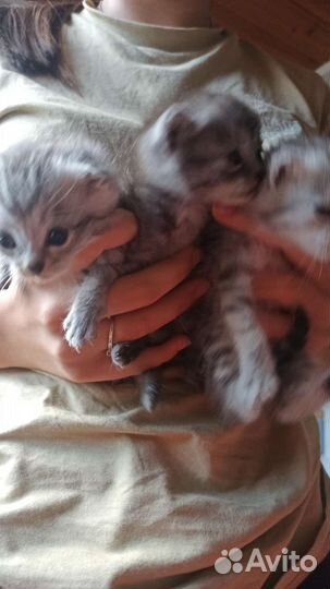 Британская кошка
