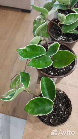 Хойя Кримсон Квин