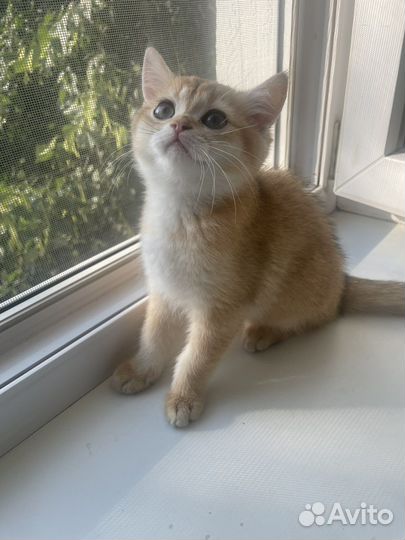 Котята золотая шиншилла