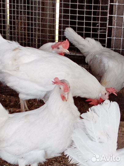 Куры молодки