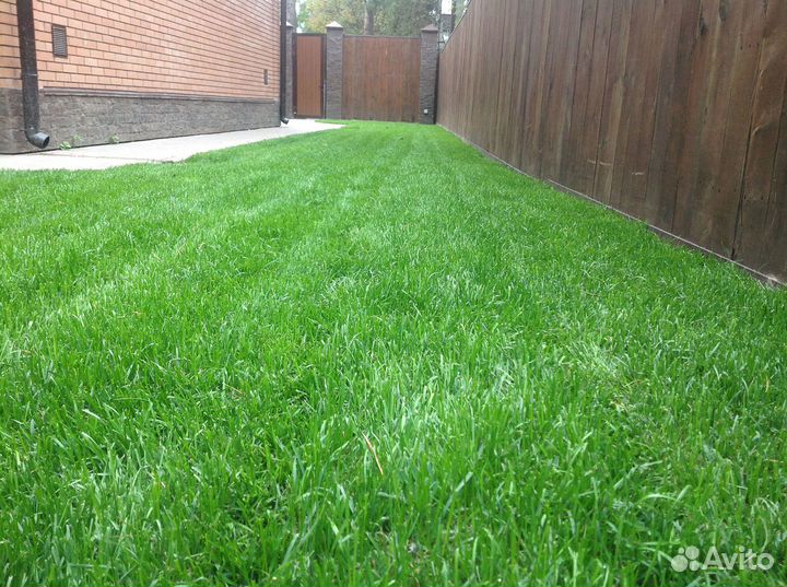 Газон под ключ