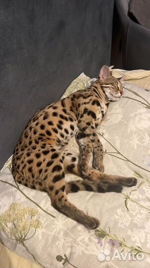 Бенгальская ф1