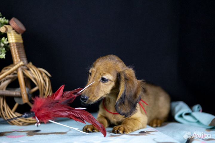 Такса длинношерстная, кролик /миник - девочка