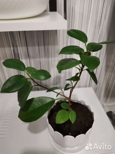 Фикус микрокарпа мокламе