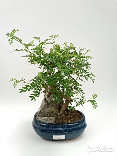 Бонсай зантоксилумzanthoxylum