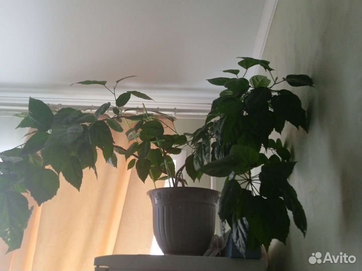 Роза Дикая Комнатная