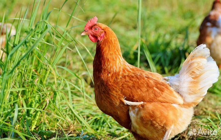 Куры несушки с агрофермы
