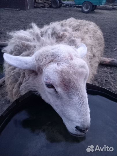 Баран тексель