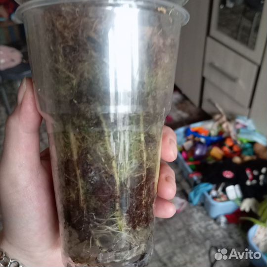 Алоказия