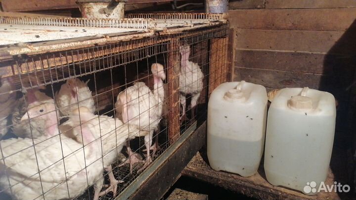 Индюшата бройлерные