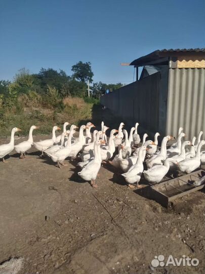 Гуси породы Линда