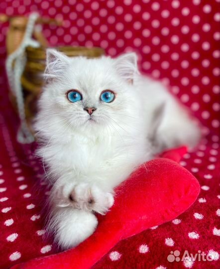 Роскошная синеглазая Принцесска)