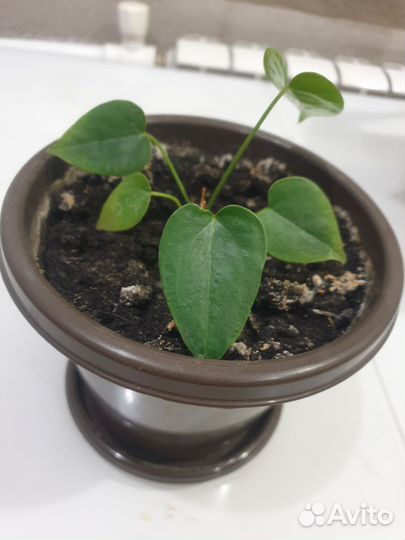 Комнатные цветы антуриум