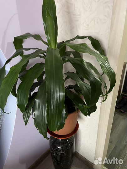 Комнатные цветы