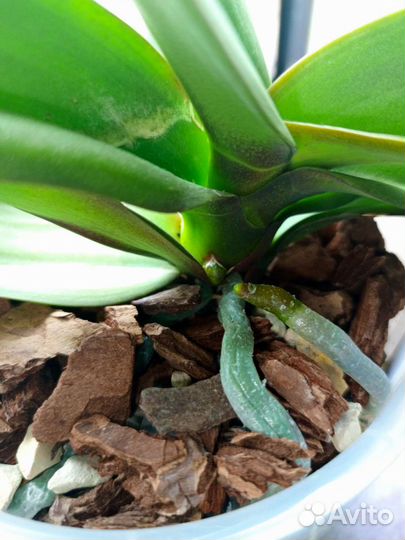 Орхидея фаленопсис Венецианский карнавал и кросс