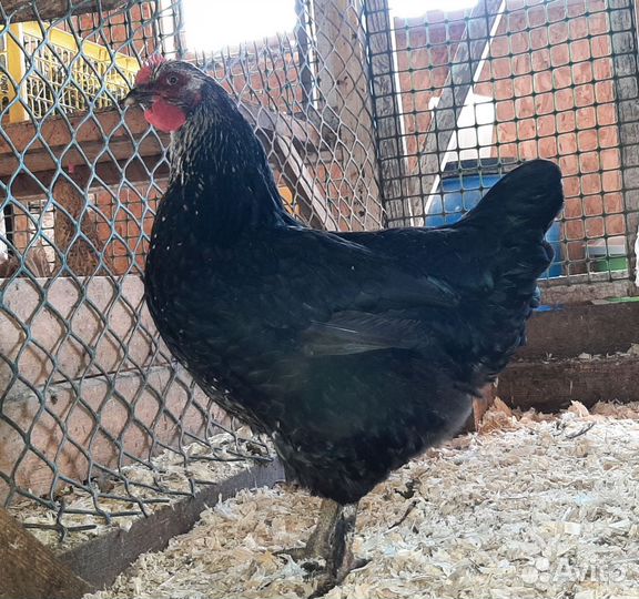 Куры молодки петухи