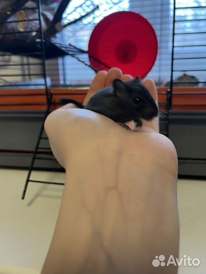 Монгольская песчанка