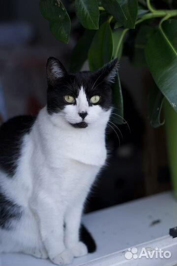 Прекрасная Жозефина (кошка)