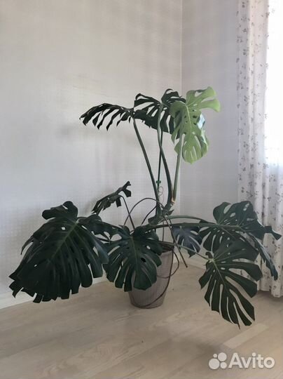 Монстера в кашпо