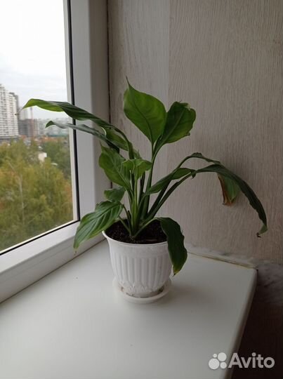 Спатифиллум