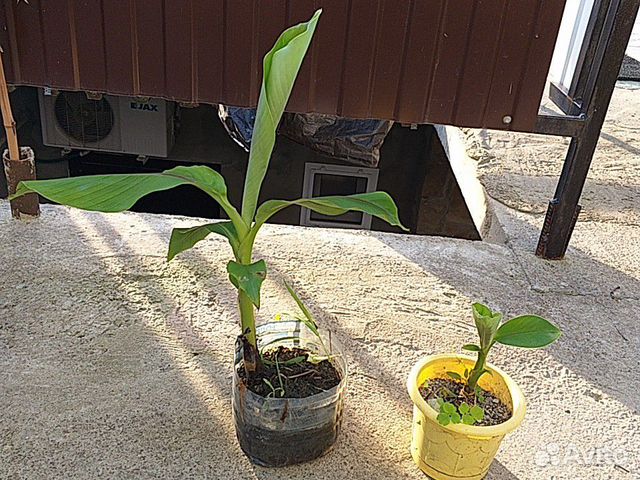 Банановое дерево