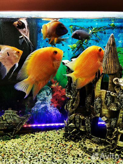 Аквариум Tetra 130 литров с рыбами