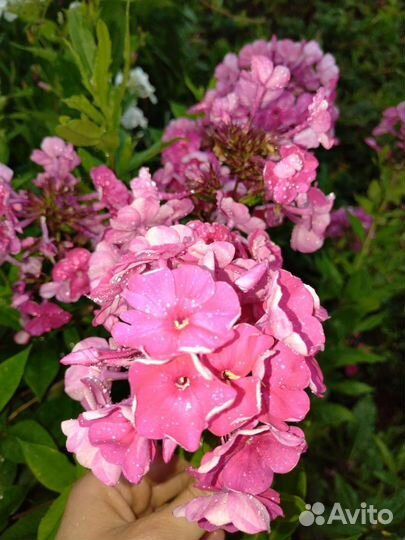 Флоксы многолетние